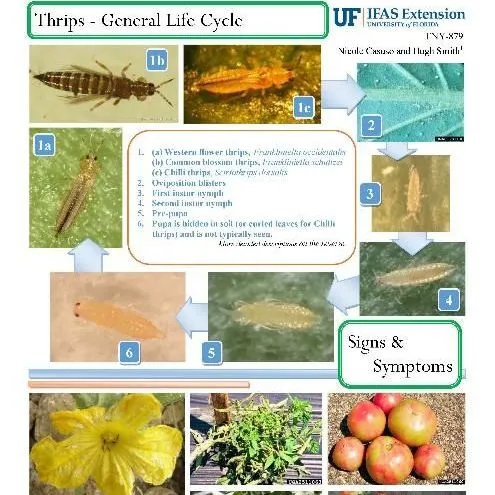 thumbnail for publication: Pest Identification Guide: An Introduction to Thrips